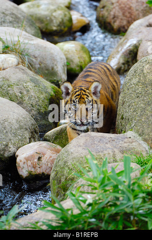 La tigre di Sumatra (Panthera tigris sumatrae), cub Foto Stock