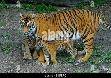 La tigre di Sumatra (Panthera tigris sumatrae), femmina con cub Foto Stock