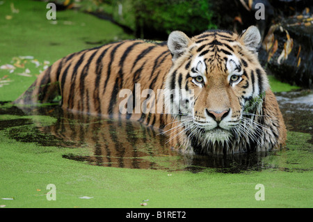 Tigre Siberiana (Panthera tigris altaica) in piedi di alghe-coperta acqua Foto Stock