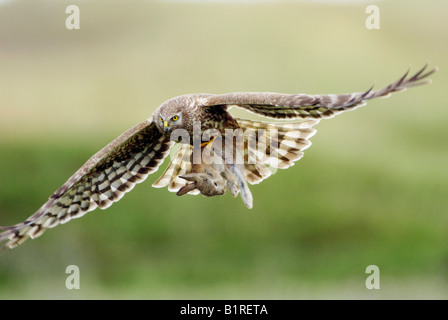 Femmina di Albanella reale, Northern Harrier (Circus cyaneus), in volo, con il coniglio in preda catturati nei suoi artigli, Texel, Paesi Bassi, UE Foto Stock