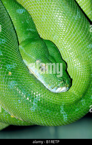 Green Tree Python (Chondropython viridis) Foto Stock