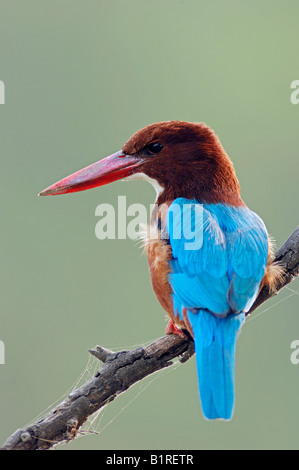 Bianco-breasted, bianco-throated o Smirne Kingfisher (Halcyon smyrnensis), di Keoladeo Ghana National Park, Rajasthan, India Foto Stock