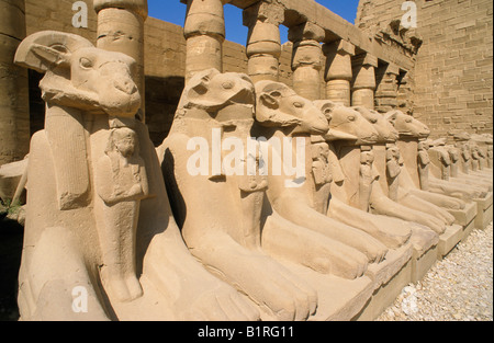 Vicolo di Ram al Tempio di Karnak Luxor Egitto, Africa Foto Stock