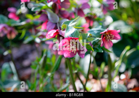 Rosa di natale (Helleborus), Wilhelmshoehe Park, Kassel, Hesse, Germania, Europa Foto Stock