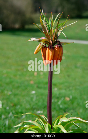 La corona imperiale o Kaiser a corona (Fritillaria imperialis), Wilhelmshoehe Castello, Kassel, Hesse, Germania, Europa Foto Stock