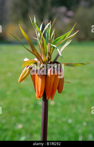 La corona imperiale o Kaiser a corona (Fritillaria imperialis), Wilhelmshoehe Castello, Kassel, Hesse, Germania, Europa Foto Stock