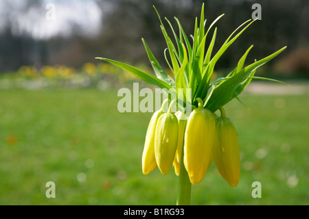 La corona imperiale o Kaiser a corona (Fritillaria imperialis), Wilhelmshoehe Castello, Kassel, Hesse, Germania, Europa Foto Stock