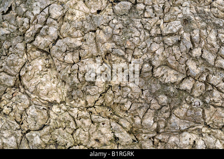 Close-up di una crescita, cancro su un americano Tulip Tree, Pioppo giallo (Liriodendron Tulipifera) Foto Stock