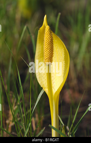 Western Skunk cavolo (Lysichiton americanum) Foto Stock