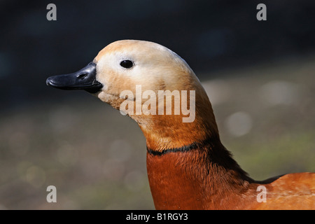 Casarca (Tadorna ferruginea) Foto Stock