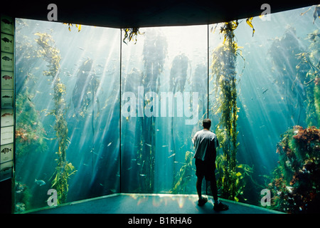 Uomo in piedi nella parte anteriore del vetro panoramico di un grande acquario in cui flussi di luce solare dal di sopra, Two Oceans Aquarium, V Foto Stock