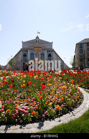 Molla di fioritura flower patch Gaertnerplatz piazza antistante il teatro Gaertnerplatz, Isarvorstadt, Monaco di Baviera, Germania Foto Stock