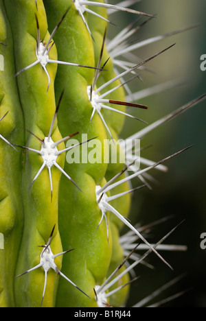 Close-up shot di uno stuzzicadenti Cactus (Stetsonia coryne) Foto Stock