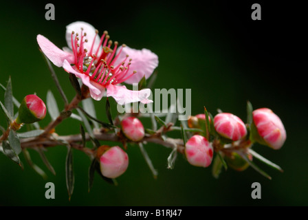 Manuka, Tea Tree (Leptospermum scoparium) Foto Stock