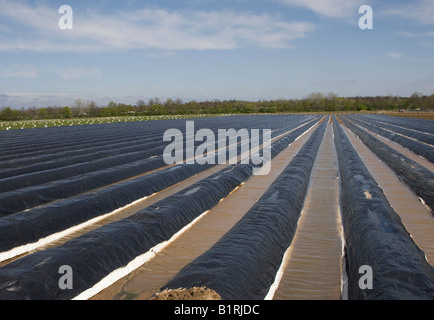 Gli asparagi campo coperto con teloni scuro per sostenere la crescita, solchi riempiti con acqua, Darmstadt, Hesse, Germania, Europa Foto Stock