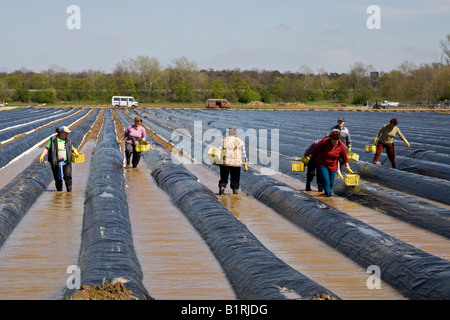 Frese di asparagi provenienti dalla Polonia che lavora su un campo di asparagi coperti con teloni scuro per sostenere la crescita, solchi riempiti con Foto Stock