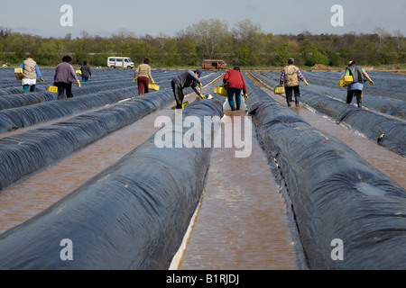 Frese di asparagi provenienti dalla Polonia che lavora su un campo di asparagi coperti con teloni scuro per sostenere la crescita, solchi riempiti con Foto Stock