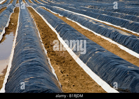 Gli asparagi campo coperto con teloni scuro per sostenere la crescita, Darmstadt, Hesse, Germania, Europa Foto Stock