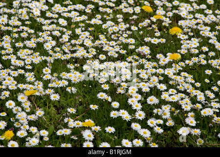 Prato con margherite (Bellis perennis) e il tarassaco (Taraxacum officinale), Bergstrasse sentiero di montagna, Hesse, Germania, Europa Foto Stock