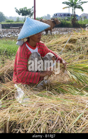 Donna che indossa un tradizionale cappello di paglia lavorando su una risaia, Isola di Lombok, Lesser Sunda Islands, Indonesia, Asia Foto Stock