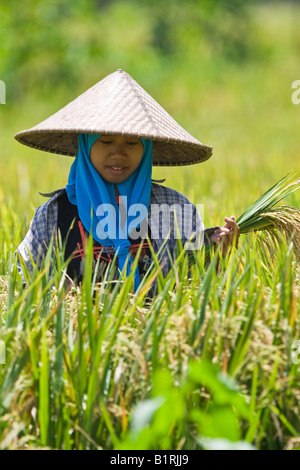 Donna che indossa un tradizionale cappello di paglia lavorando su una risaia, Isola di Lombok, Lesser Sunda Islands, Indonesia, Asia Foto Stock