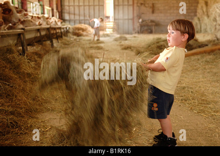 Ragazzo giovane alimentazione di vacche, Illhaeusern, Alsazia, Francia, Europa Foto Stock