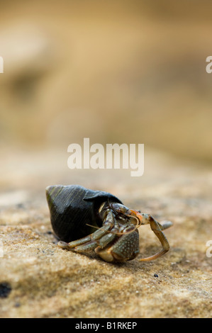 Il granchio eremita su una roccia costiere. Scozia Foto Stock