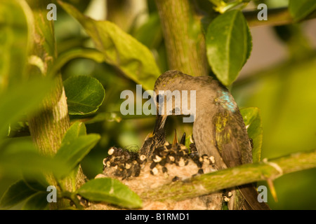 Un Anna s Hummingbird Calypte anna Anza Borrego Desert State Park California Foto Stock