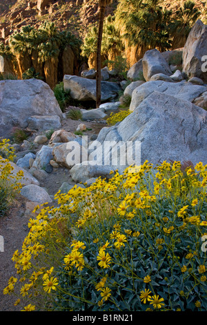 Un oasi di palme e fiori di campo in Borrego Palm Canyon Anza Borrego Desert State Park California Foto Stock