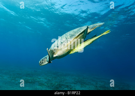 Tartaruga Verde (Chelonia Mydas) e suckerfish, Hurghada, Mar Rosso, Egitto, Africa Foto Stock