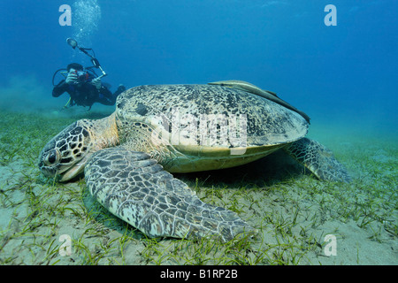 Fotografo subacqueo di scattare una foto di una tartaruga verde (Chelonia Mydas) con suckerfish, Hurghada, Mar Rosso, Egitto, Afri Foto Stock