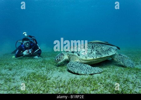 Fotografo subacqueo di scattare una foto di una tartaruga verde (Chelonia Mydas) con suckerfish, Hurghada, Mar Rosso, Egitto, Afri Foto Stock