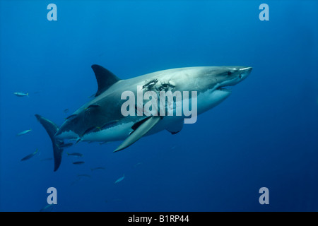 Il grande squalo bianco (Carcharodon carcharias), Isola di Guadalupe, in Messico, Pacifico, America del Nord Foto Stock