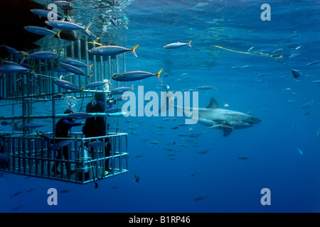 I subacquei in una gabbia osservando un grande squalo bianco (Carcharodon carcharias), Isola di Guadalupe, in Messico, Pacifico, America del Nord Foto Stock