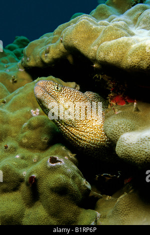 Yellowmouth Moray (Gymnothorax nudivomer) guardando fuori dal suo nascondiglio, Musandam, Oman, Penisola Arabica, Oceano Indiano, Asia Foto Stock