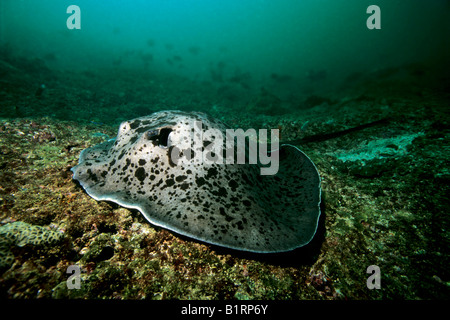 Spotted Raggi a fiocco (Taeniura meyeni) giacente su di una scogliera di corallo, Musandam, Oman, Penisola Arabica, Oceano Indiano, Asia Foto Stock