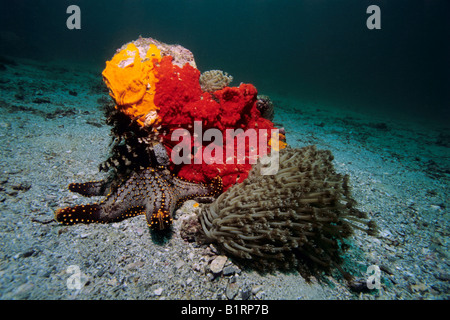 Patch di barriera corallina, cuscino Panamic Starfish (Pentaceraster cummungi), spugne colorate giù a stella e soft coral, Musandam Foto Stock