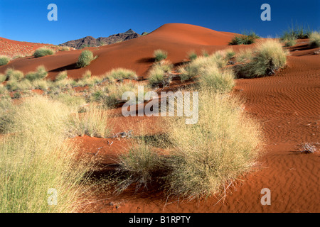 Paesaggio di dune nel Deserto Namibiano, Namib-Naukluft National Park, Namibia, Africa Foto Stock