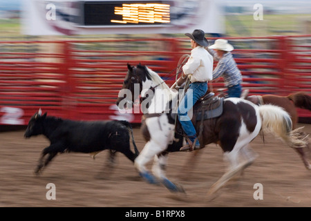 La cattura di vitelli in un rodeo, Utah, Stati Uniti d'America, America del Nord Foto Stock