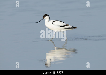 Pied Avocet (Recurvirostra avosetta) Foto Stock