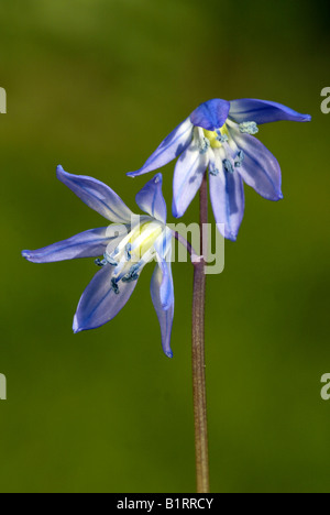 Alpine Squill (Scilla bifolia) fiori, Heddesheim, Germania, Europa Foto Stock