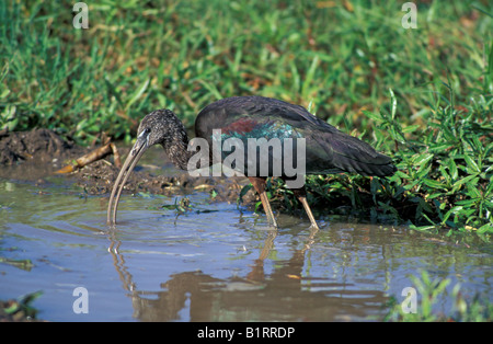 Ibis lucido (Plegadis falcinellus), alla ricerca di cibo, Florida, Stati Uniti d'America Foto Stock