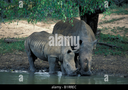 Rinoceronte bianco o piazza a labbro (Rhino Ceratotherium simum) Foto Stock