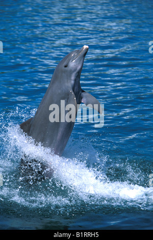 Comune di delfini Bottlenose (Tursiops truncatus), Adulto, saltando fuori dall'acqua, Roatan Island, Honduras Caraibi, Central Am Foto Stock