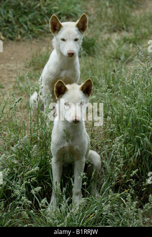 Dingo (Canis lupus dingo), giovane, cuccioli, Australia Foto Stock