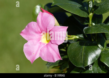 Gelsomino brasiliano (Dipladenia sanderi, Mandevilla sanderi), bloom Foto Stock