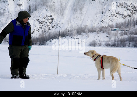 Yukon quest Sled Dog Race musher motivando il suo cane guida sul fiume Yukon congelato, Dawson City, territorio di Yukon, Canada Foto Stock