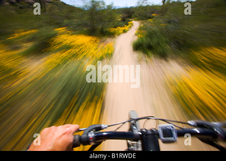 Mountain bike tra i fiori selvatici nel Parco Regionale delle Montagne di McDowell vicino alla fontana colline al di fuori di Phoenix in Arizona Foto Stock