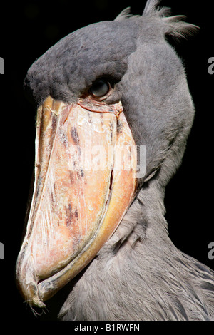 Shoebill (Balaeniceps rex), lo Zoo di Wuppertal, Renania settentrionale-Vestfalia, Germania, Europa Foto Stock