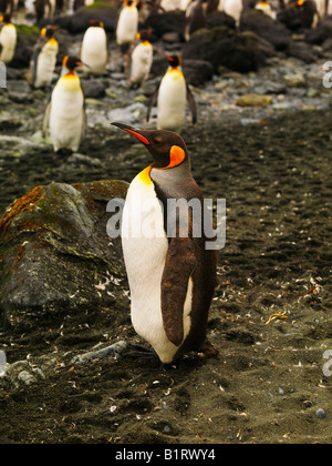 Pinguino reale (Aptenodytes patagonicus), Macquarie Island, in Australia, Antartico Foto Stock